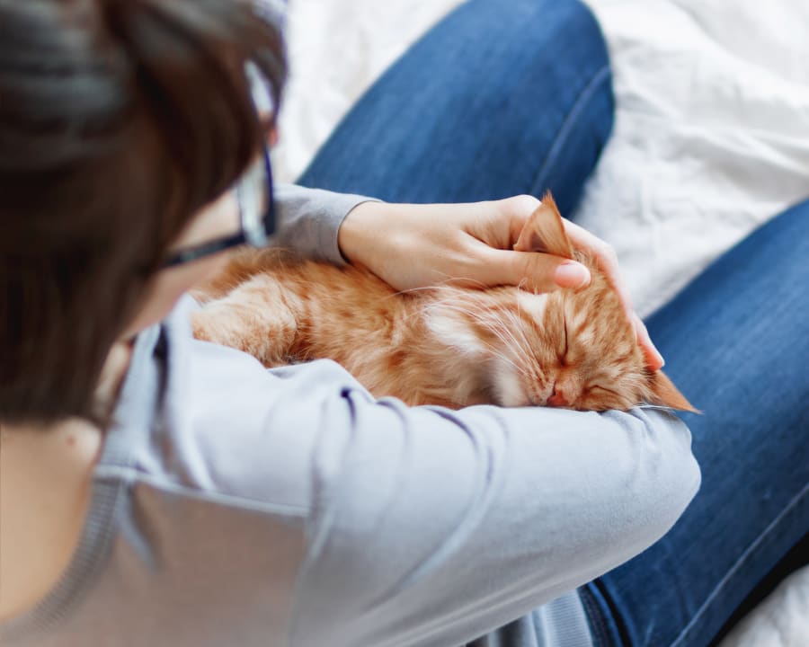 Chinook Pet Clinic in Lethbridge