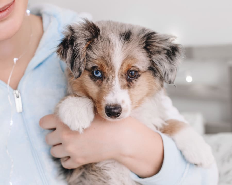 Puppies & Kittens, Lethbridge Veterinarians