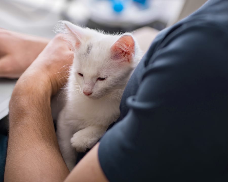 Spaying & Neutering, Lethbridge Veterinarians